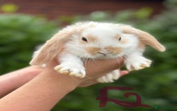 Mixed Breed rabbits for sale: Litter of Rabbit kits - Image 5