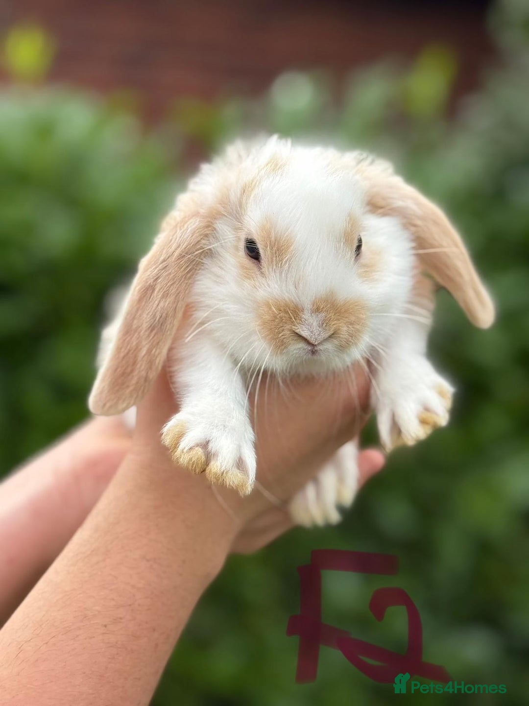Mixed Breed rabbits for sale: Litter of Rabbit kits - Image 5