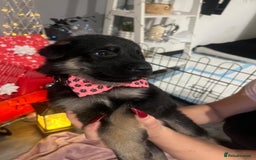 German Shepherd dogs for sale: Lovely shepherds  - Advert 16