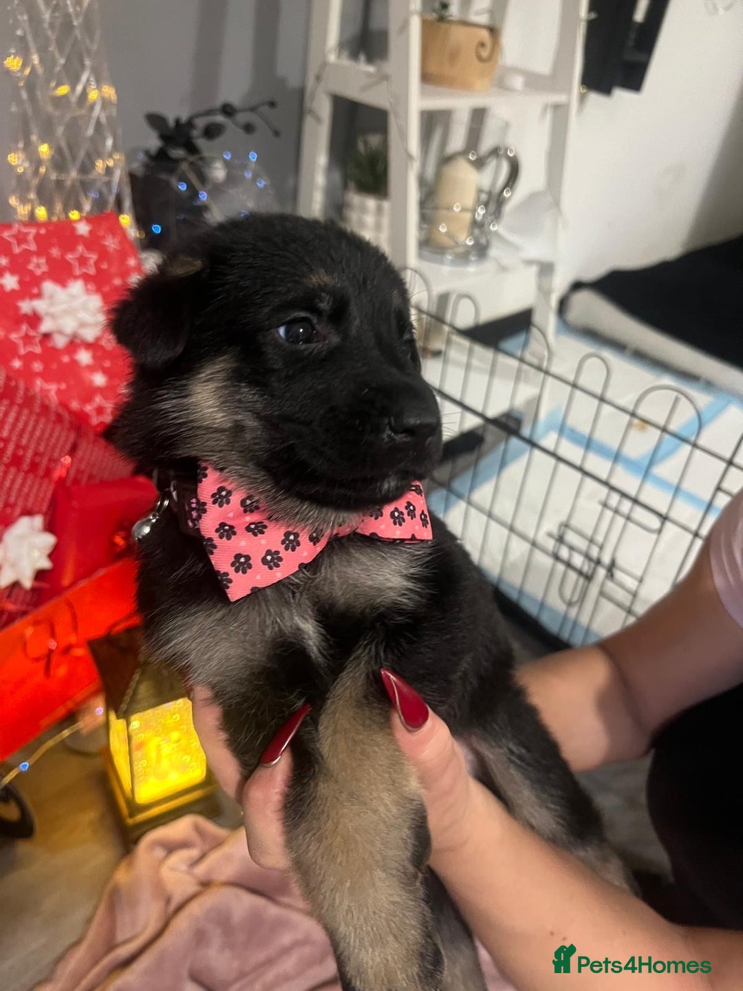 German Shepherd dogs for sale: Lovely shepherds  - Advert 16