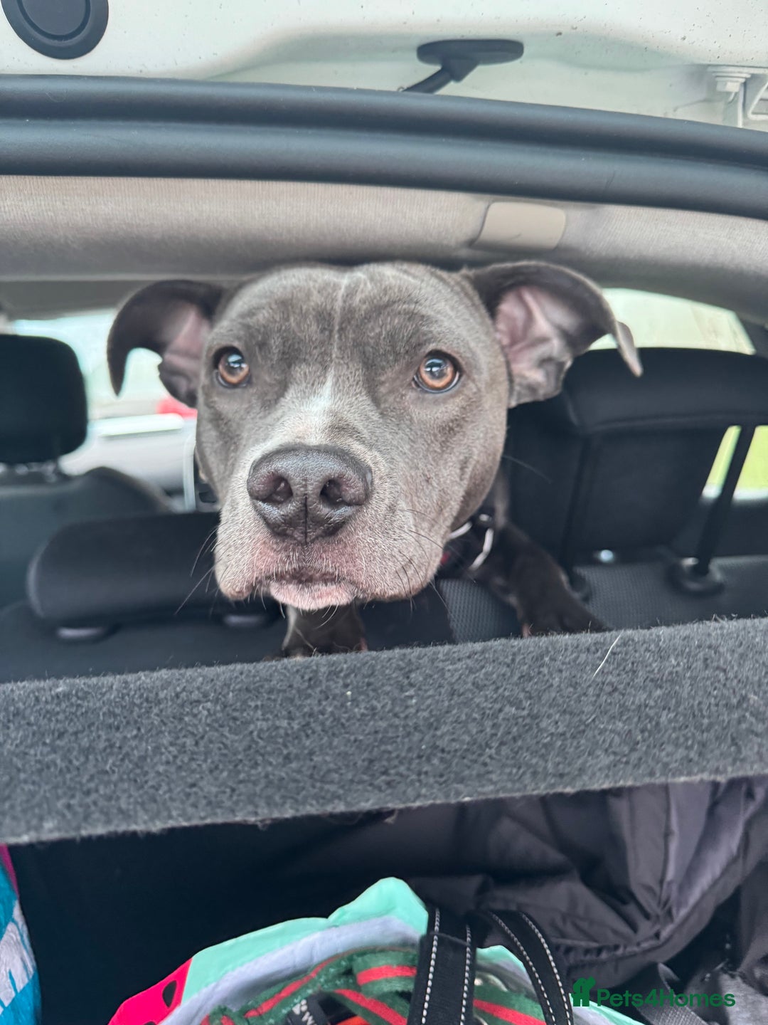 Staffordshire Bull Terrier dogs for sale: Rehoming, please read below. - Advert 5