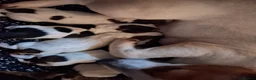 Jack Russell dogs for sale: Ideal working or family Jack russel pups in Northampton - Advert 1