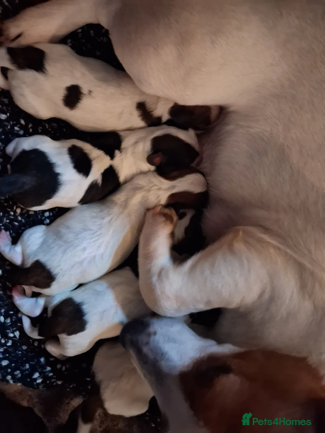 Jack Russell dogs for sale: Ideal working or family Jack russel pups in Northampton - Advert 1