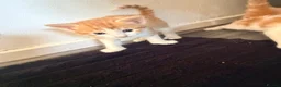Mixed Breed cats for sale: 2 x ginger boys  - Advert 12