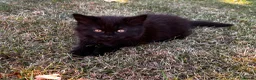 Mixed Breed cats for sale: Adorable Kittens  - Advert 16