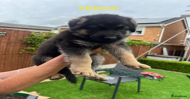 German Shepherd dogs - Advert 12