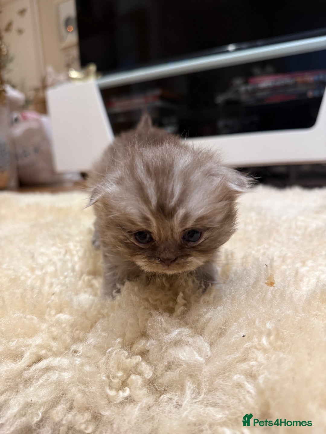 British Shorthair cats for sale: BSH x Fold stunning show kittens  - Advert 4