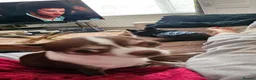 Chihuahua dogs for stud: Pepe pure chihuahua  - Advert 3
