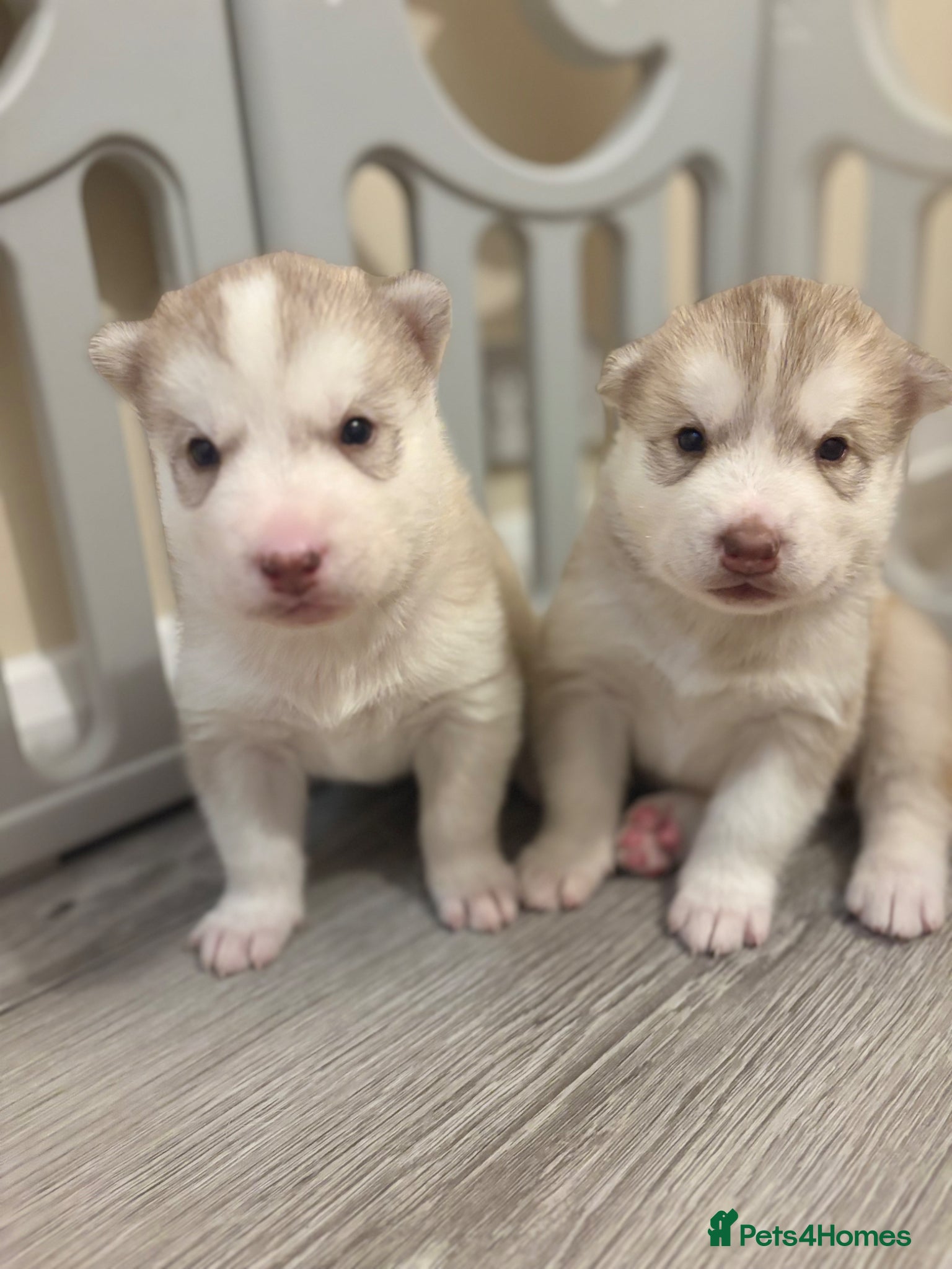 Siberian Husky dogs for sale: Siberian husky puppies in Swindon - Advert 4
