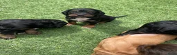 Cocker Spaniel dogs for sale: Beautiful working cocker spaniel puppies - Advert 27