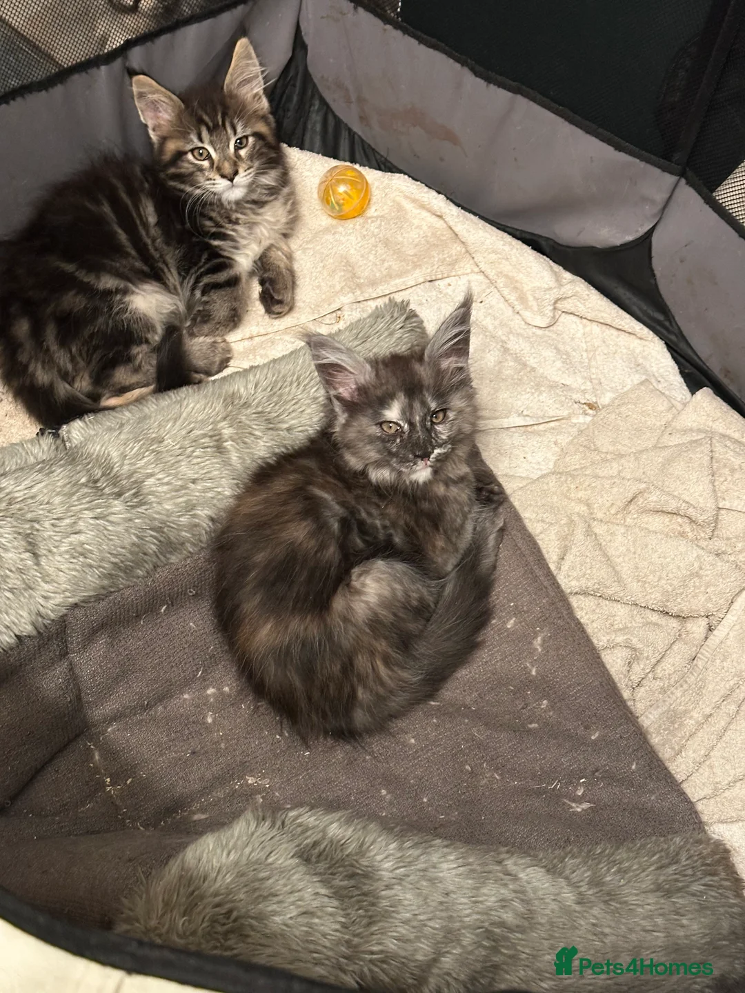 Maine Coon cats for sale: Tica Active Kittens - Advert 3