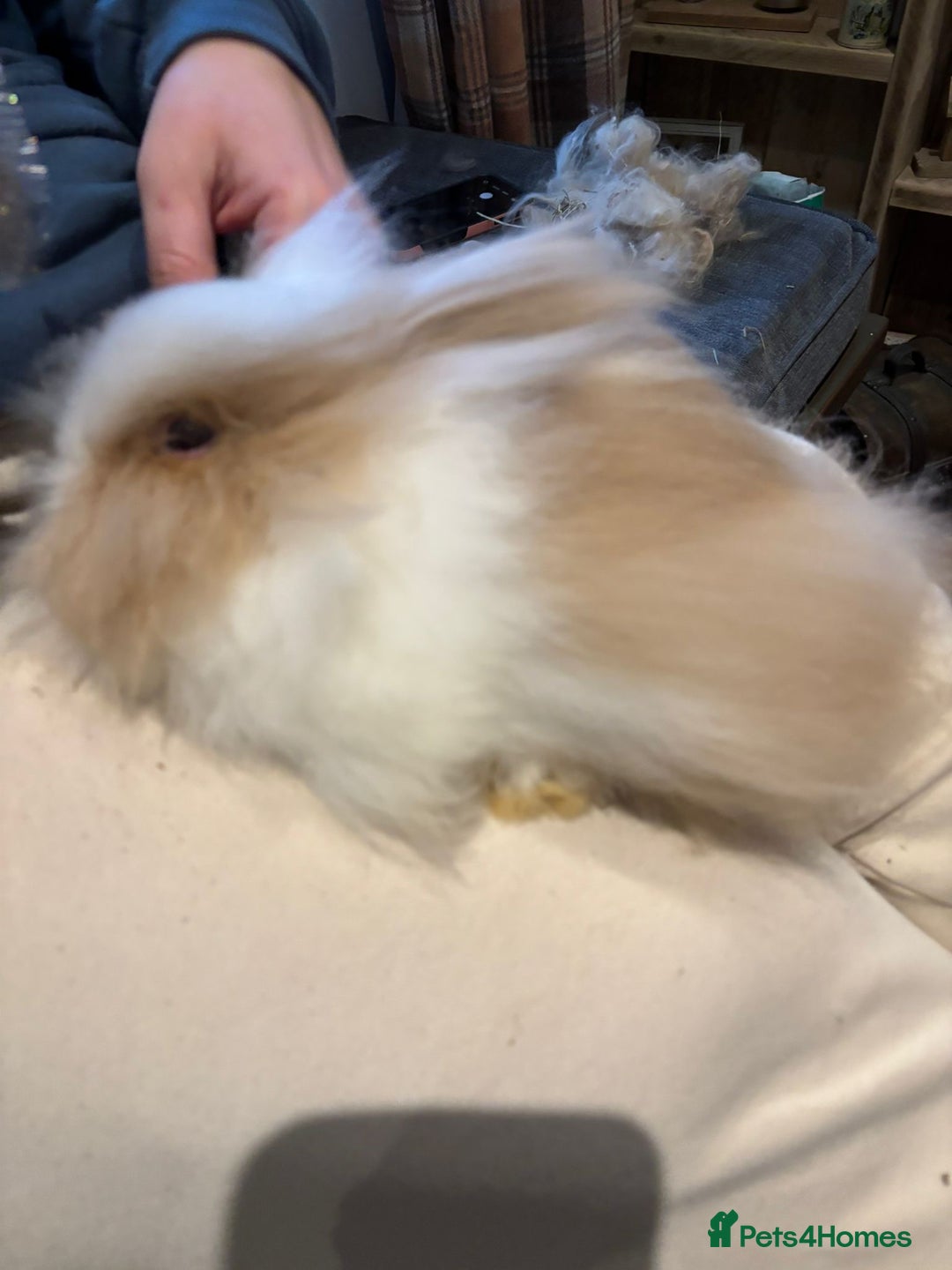 Angora rabbits for sale: True Angora Baby Rabbits  - Advert 5