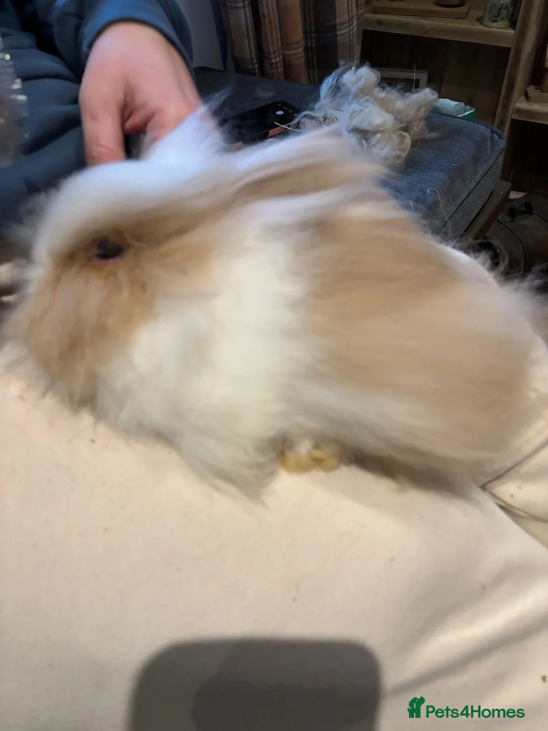 Angora rabbits for sale: True Angora Baby Rabbits  - Advert 5