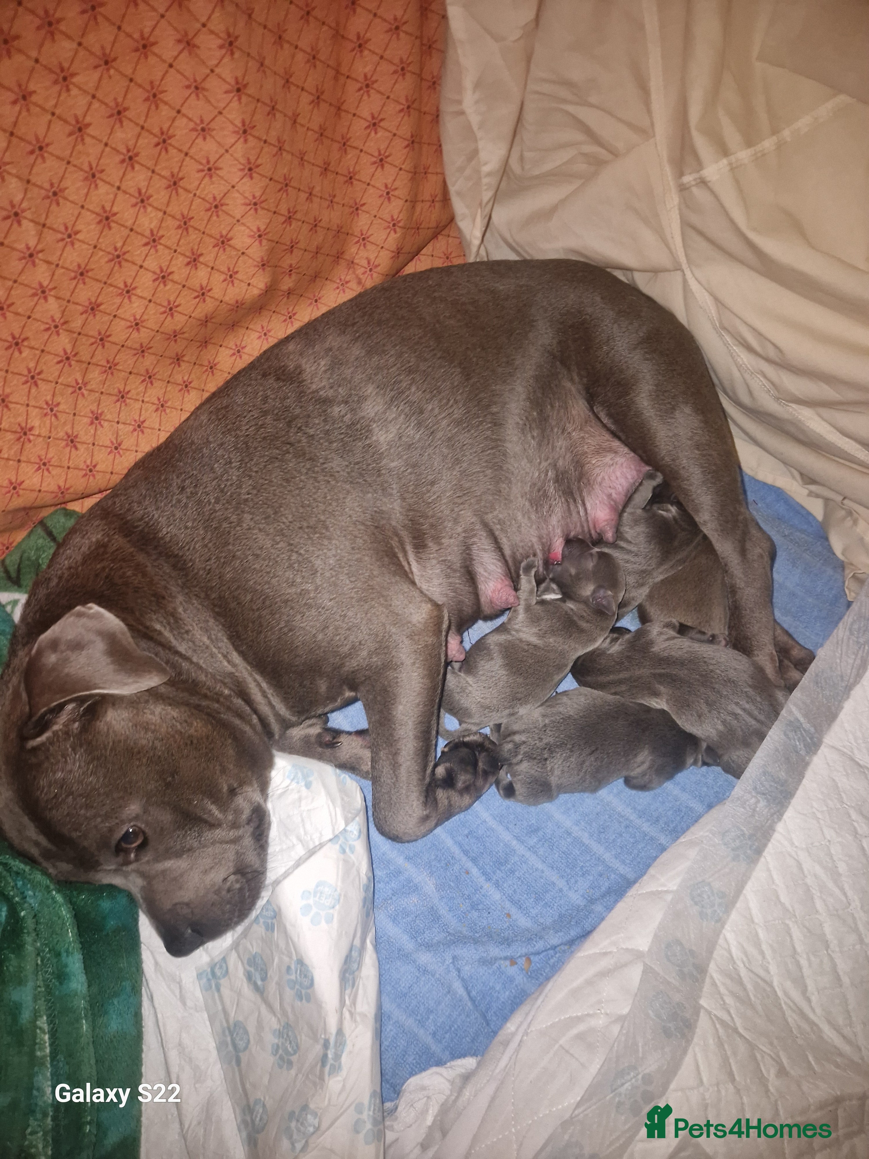 Staffordshire Bull Terrier dogs 2 champion blue blood lines crossed - Advert 7