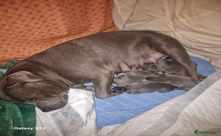 Staffordshire Bull Terrier dogs 2 champion blue blood lines crossed - Advert 1