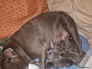 Staffordshire Bull Terrier dogs 2 champion blue blood lines crossed - Advert 11