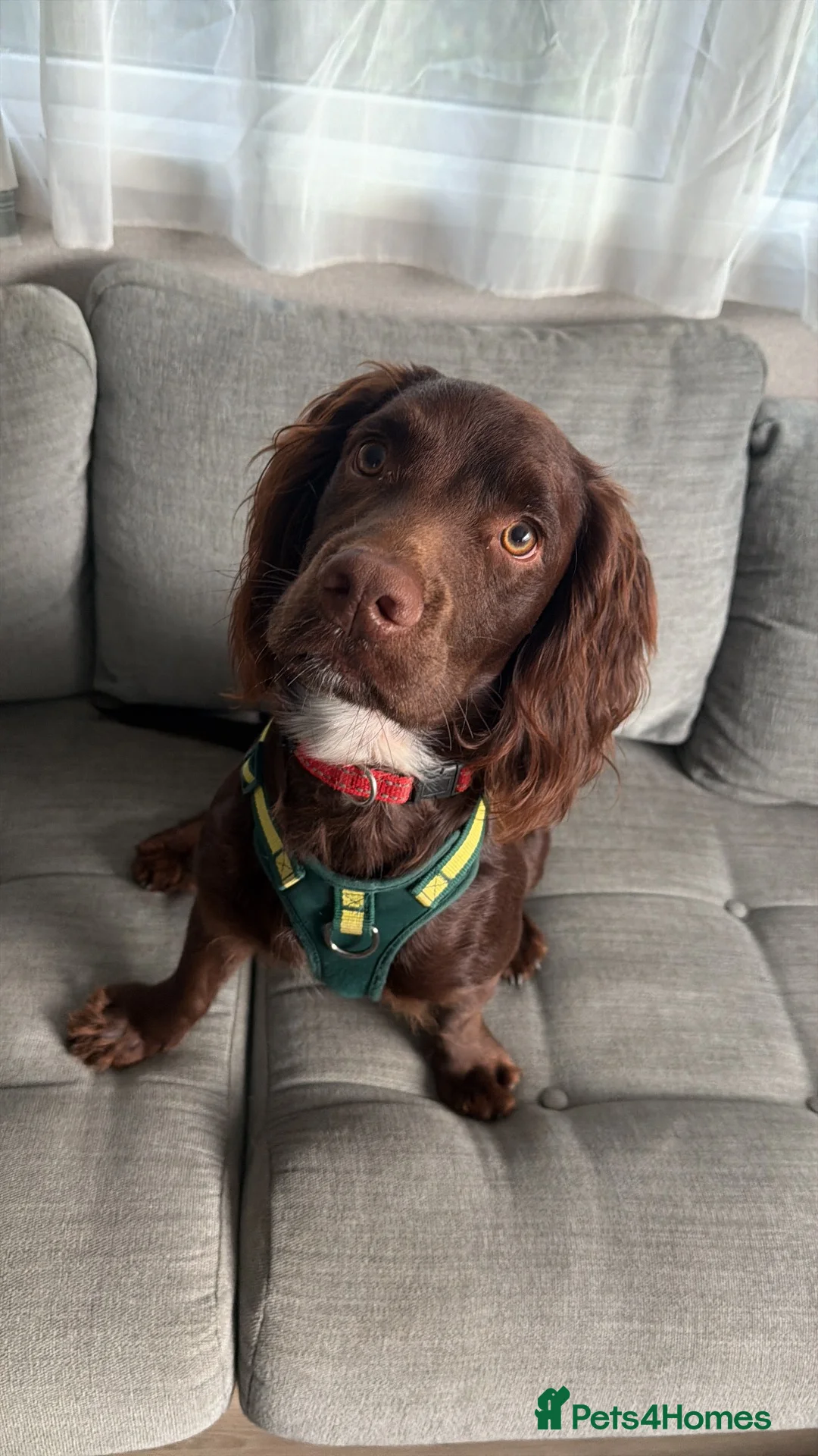 Cocker Spaniel dogs for sale: Male cocker spaniel - Advert 1