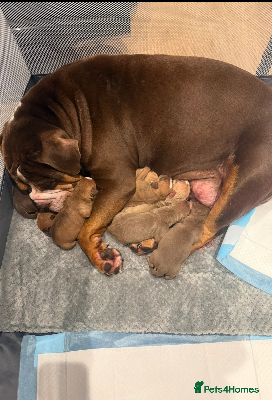 Old Tyme Bulldog dogs for sale: Olde Tyme Bulldogs  - Advert 8