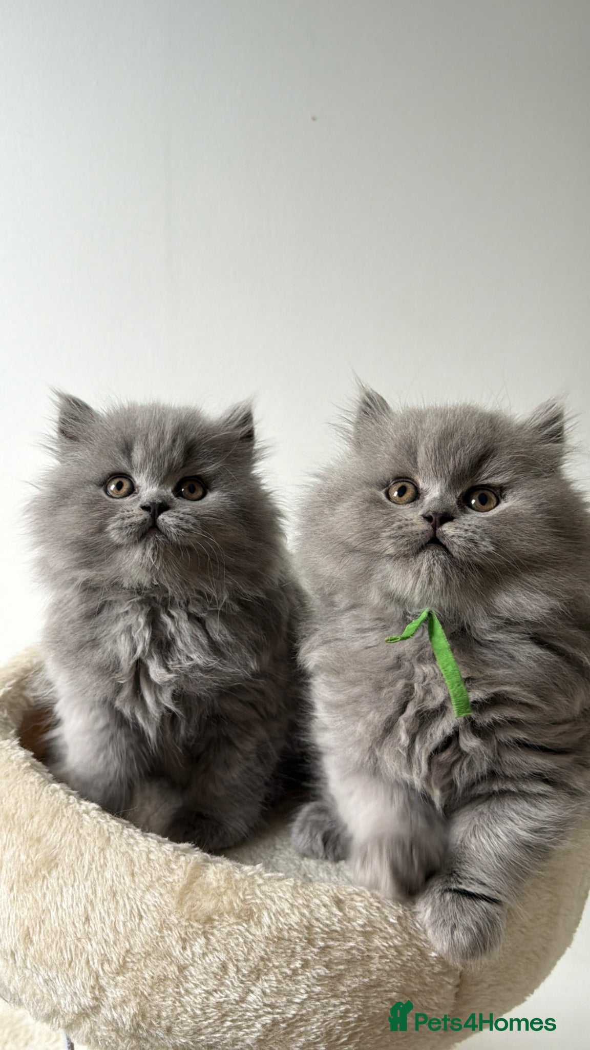 British Shorthair cats Exception quality,Champion bloodlines GCCF/TICA🏆 - Advert 5
