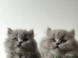 British Shorthair cats Exception quality,Champion bloodlines GCCF/TICA🏆 - Advert 5