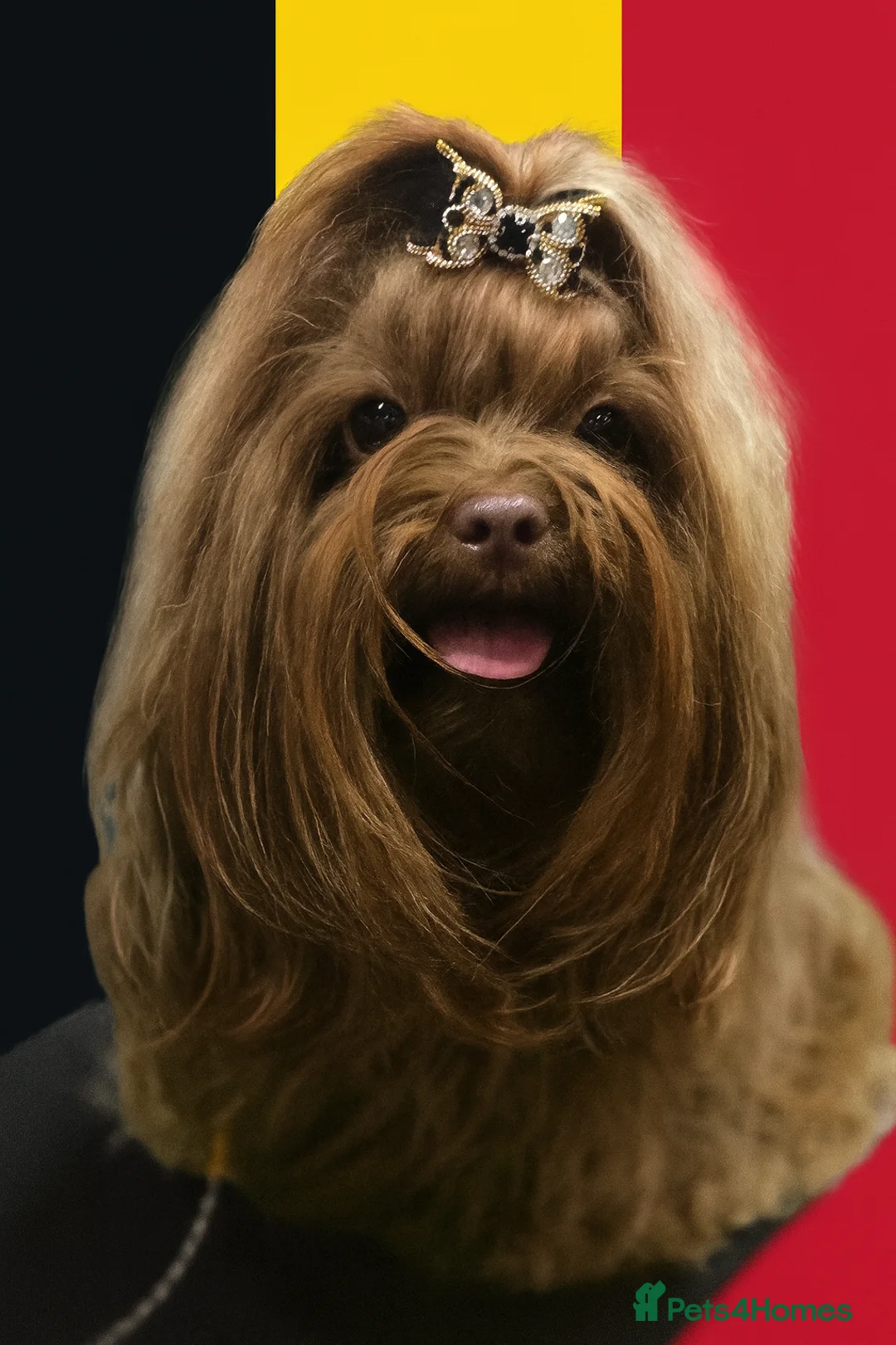 Gallery Image {{count}}