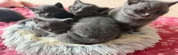 British Shorthair cats for sale: Beautiful British short hair kittens  - Advert 9