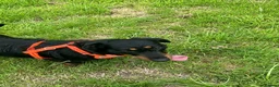Dachshund dogs for sale: Lollie the Dachshund ⭐ - Advert 4