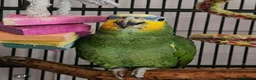 Parrots birds for sale: Africian orange winged parrot  - Advert 1