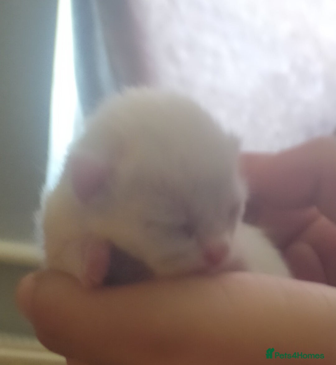 Mixed Breed cats for sale: Mozzarella: Long Haired Persian x Ragdoll x DSH - Image 6