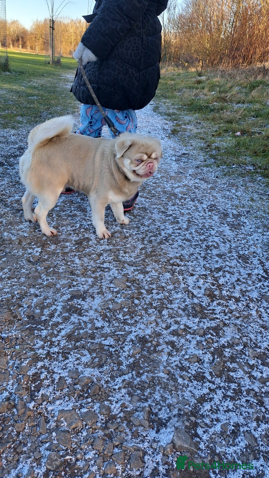 Pug dogs for stud: Pink and Tan Pug for stud striking blue eyes 💙 in Wigan - Advert 4