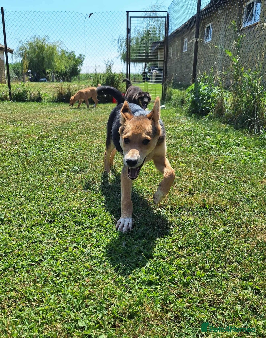 Mixed Breed dogs for adoption: Cola for adoption - Image 4