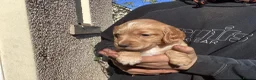 Cocker Spaniel dogs for sale: STUNNING COCKER SPANIEL PUPS  - Advert 5