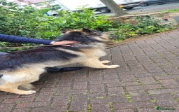 German Shepherd dogs for stud: KC Registered Long Hair German Shepherd Stud - Image 6