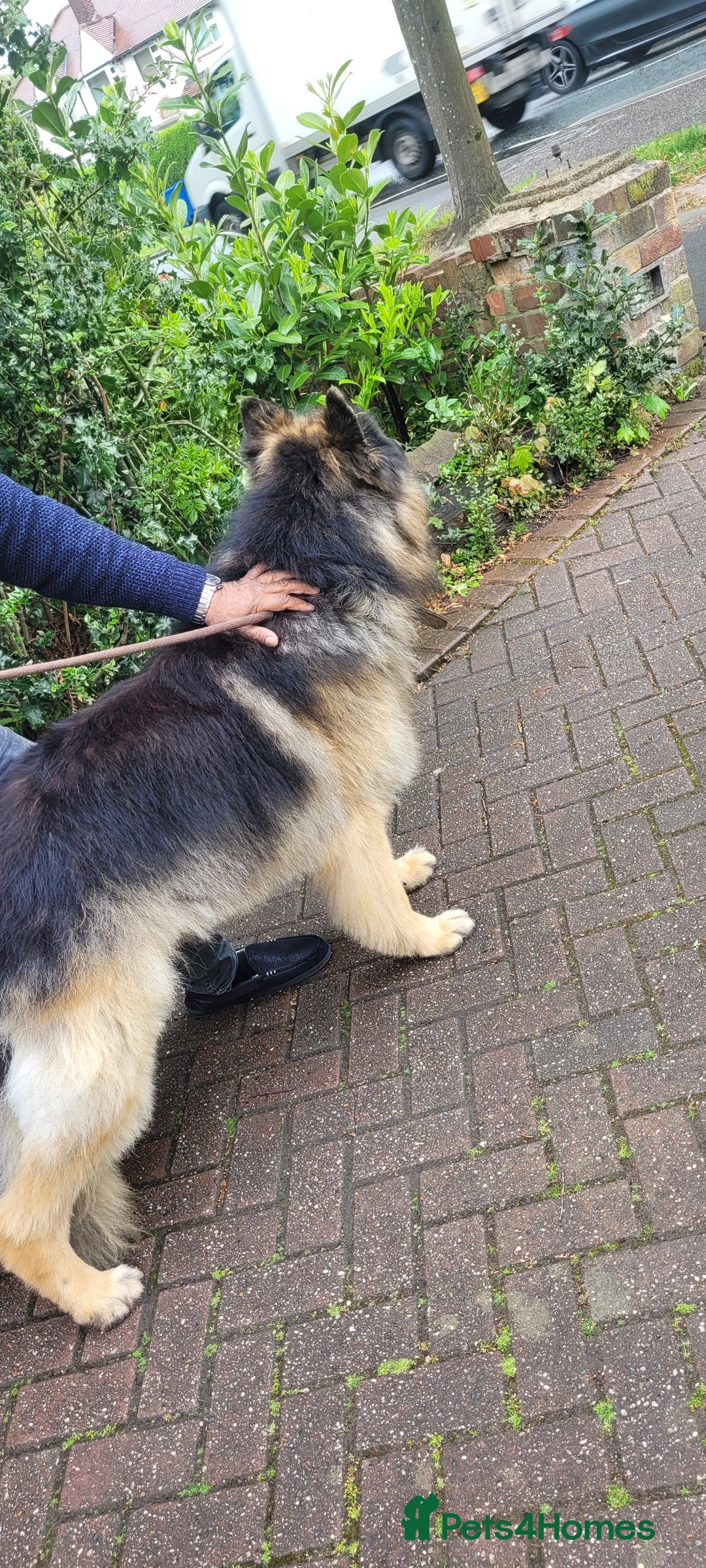 German Shepherd dogs for stud: KC Registered Long Hair German Shepherd Stud - Image 6