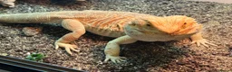Bearded Dragon reptiles for sale: Bearded dragon with full set up  - Advert 6