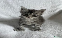 Maine Coon cats for sale: Mainecoon kittens Polydactyl/non polydactyl  - Image 6