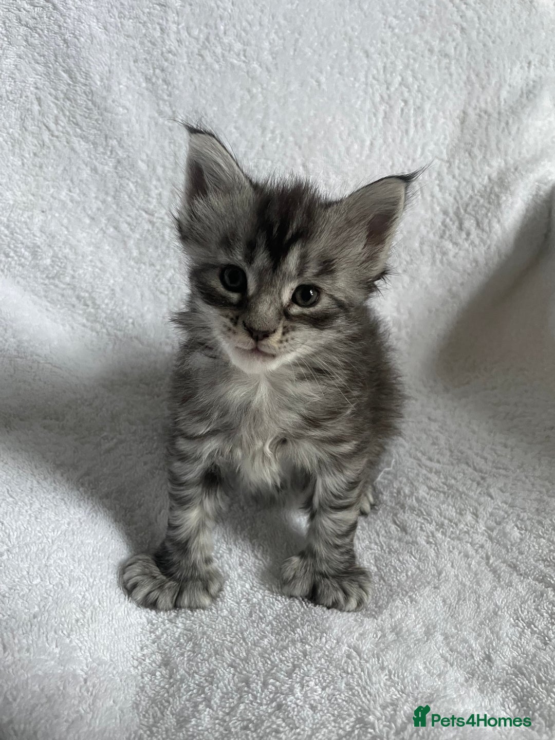 Maine Coon cats for sale: Mainecoon kittens Polydactyl/non polydactyl  - Image 6