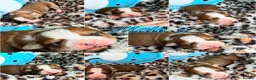 Staffordshire Bull Terrier dogs for sale: Staffordshire Bull Terrier Puppies 🐶❤️🐾 🏡  🐶 - Advert 11
