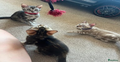 Bengal cats - Advert 2