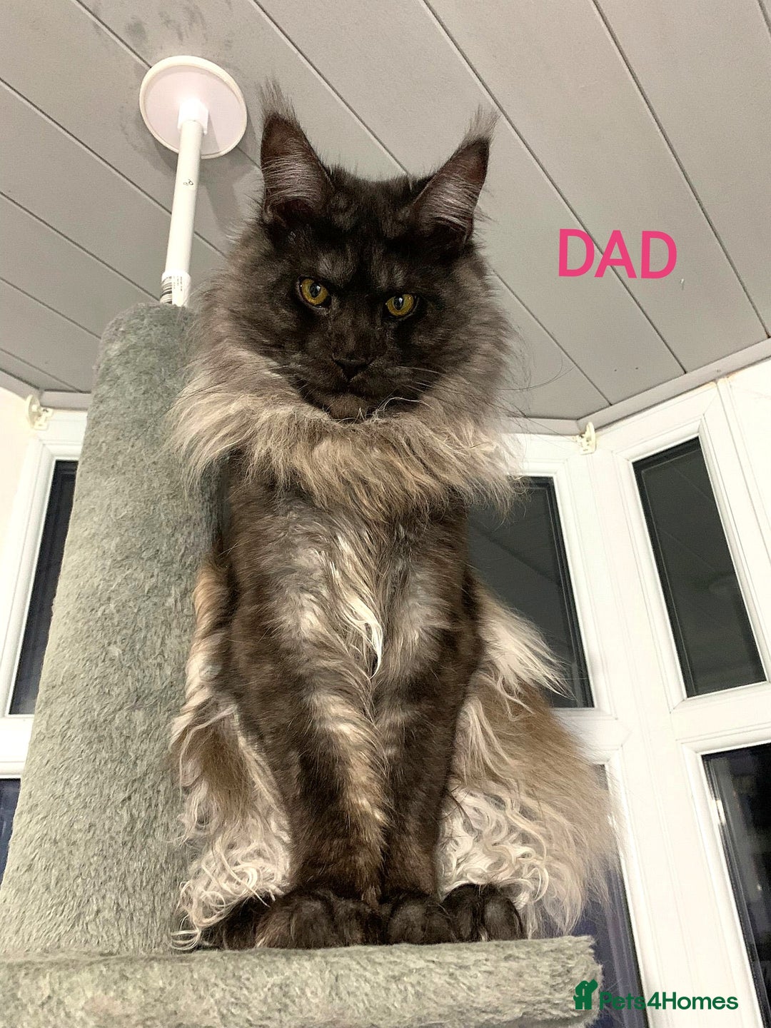 Maine Coon cats for sale: SHOW QUALITY MAINE COON KITTENS  - Image 20