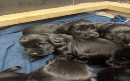 Cocker Spaniel dogs for sale: Working cocker spaniel 1 girls left  - Image 13