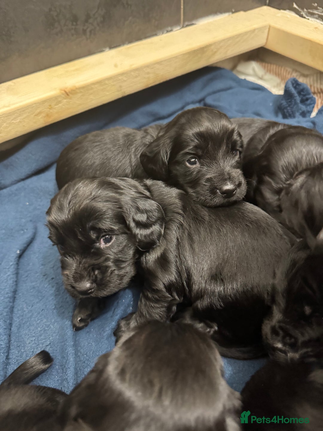 Cocker Spaniel dogs for sale: Working cocker spaniel 1 girls left  - Image 13