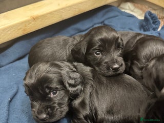 Cocker Spaniel dogs - Advert 30
