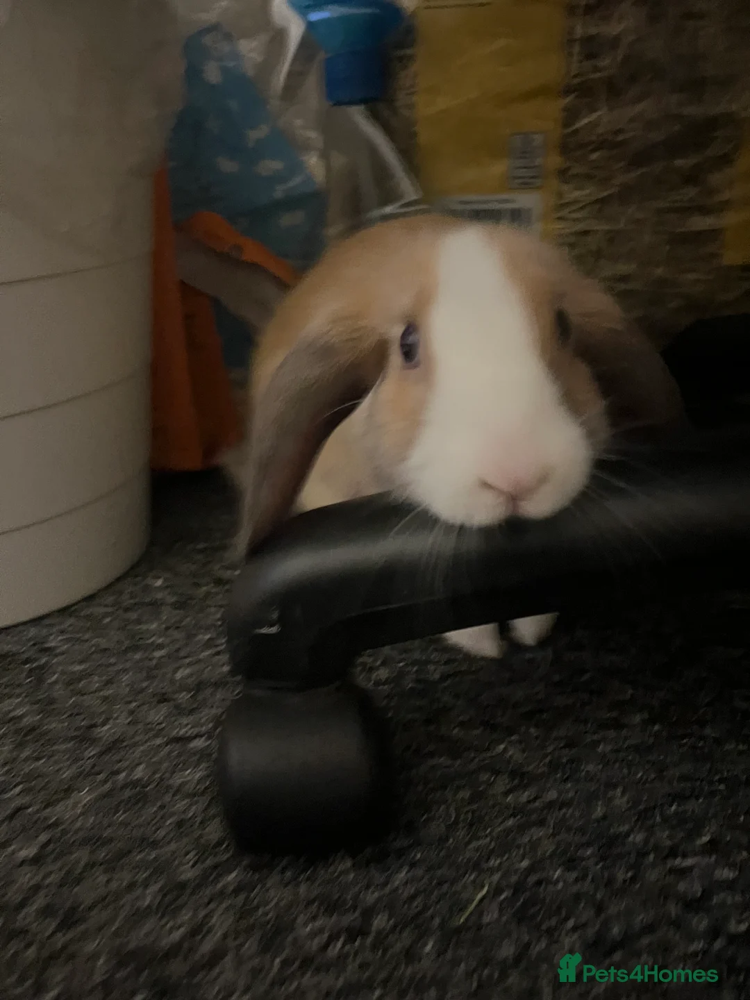 Mixed Breed rabbits for sale: cute and playful bunny with all her stuff - Advert 4