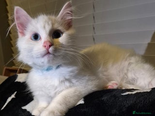 Mixed Breed cats - Advert 15