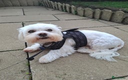 Maltese dogs for stud: Maltese dog for stud - Image 1