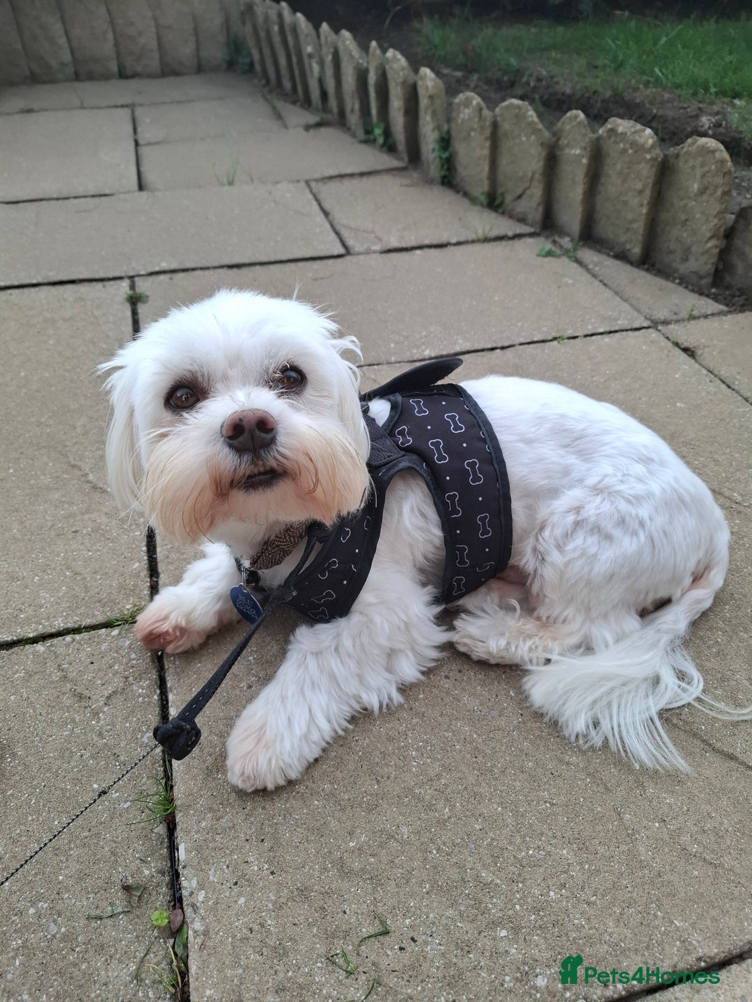 Maltese dogs for stud: Maltese dog for stud - Image 1