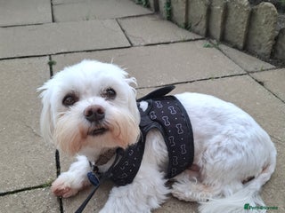 Maltese dogs Maltese dog for stud - Advert 3