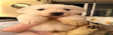 White Swiss Shepherd Puppy 1