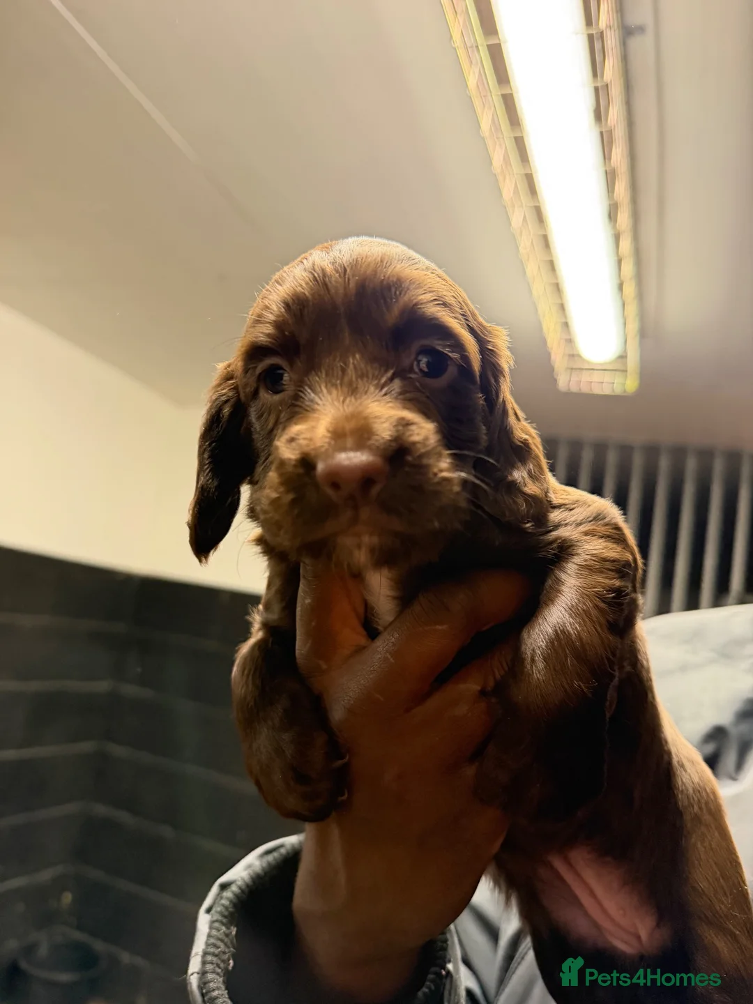 Sprocker dogs for sale: Chocolate sprocker female - Advert 3
